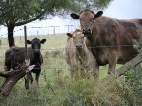2012-12-09-50 Bonnie, Star and Murray (c) Jason Grossman.jpg
